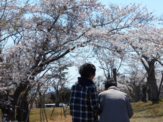 桜満開、お花見